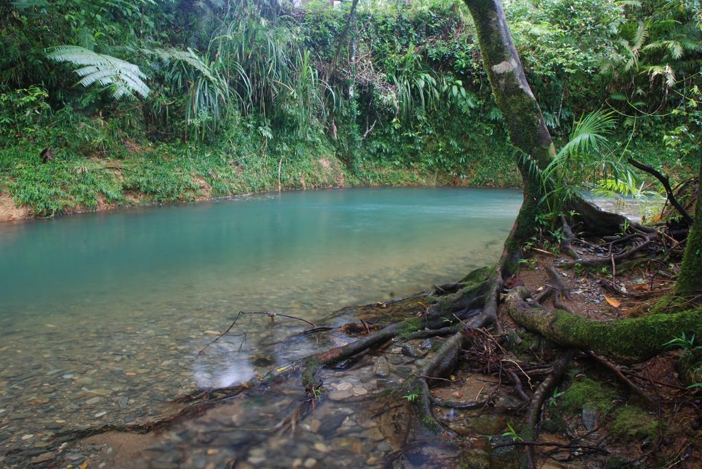 Heritage Lodge In The Daintree Cape Tribulation Exteriér fotografie